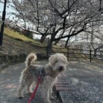 4月のお花見散歩と震えるちび